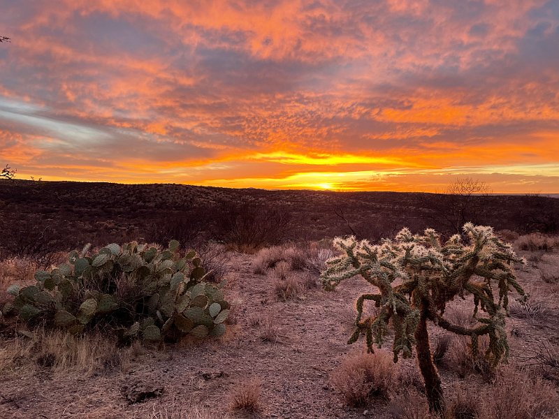 Desert 2021